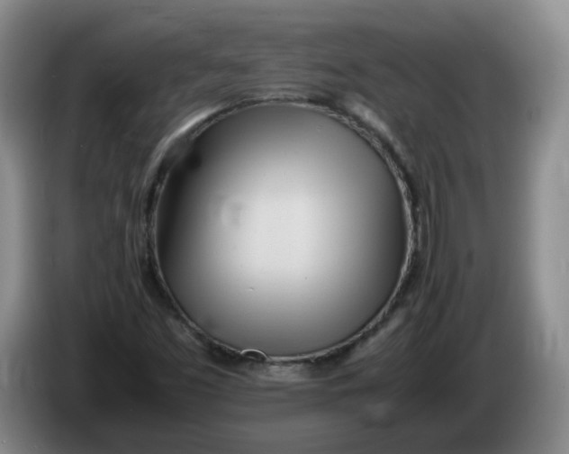 X0000086281453200704191936