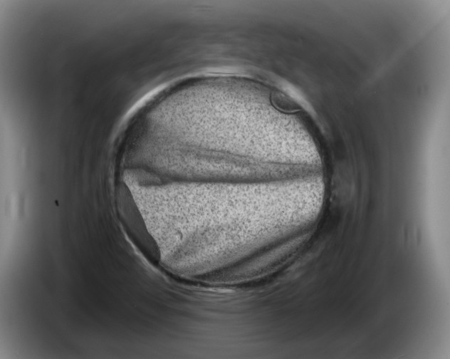 X0000086281456200704191936