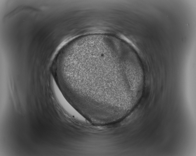 X0000086281459200704191936