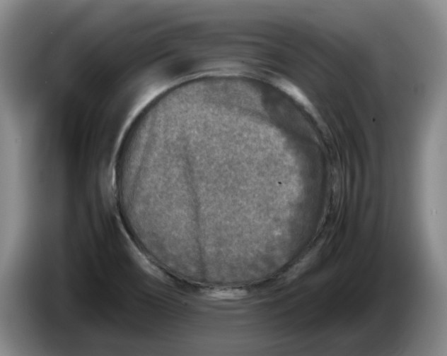 X0000086281466200704191936