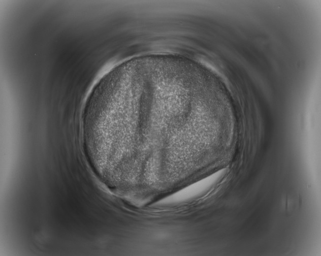 X0000086281467200704191935