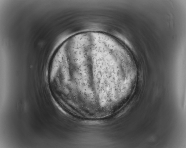 X0000086281468200704191935