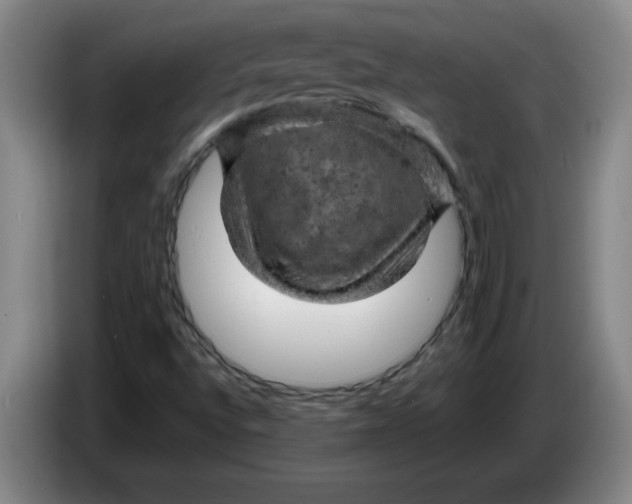 X0000086281496200704191935