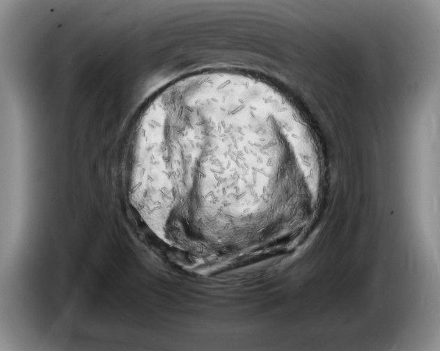 X0000086281505200704191935