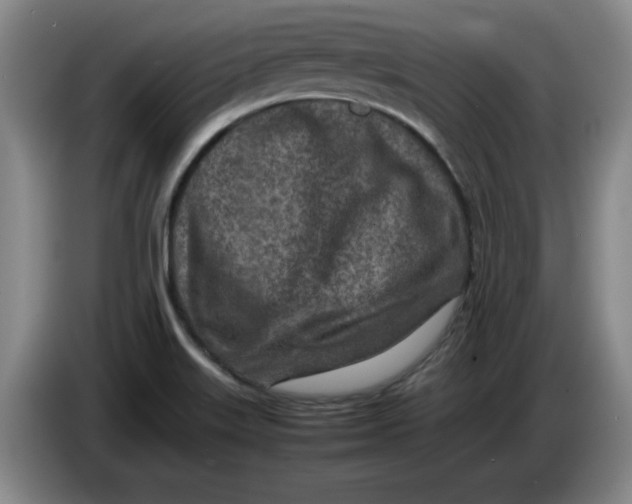 X0000086281515200704191935