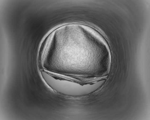 X0000086281536200704191935