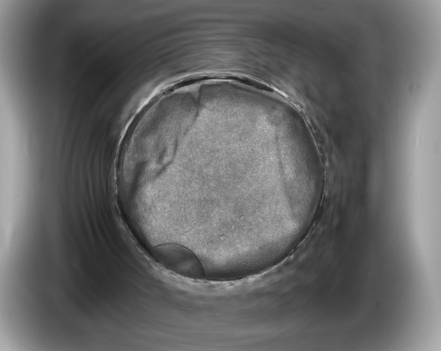 X0000086280002200704262045