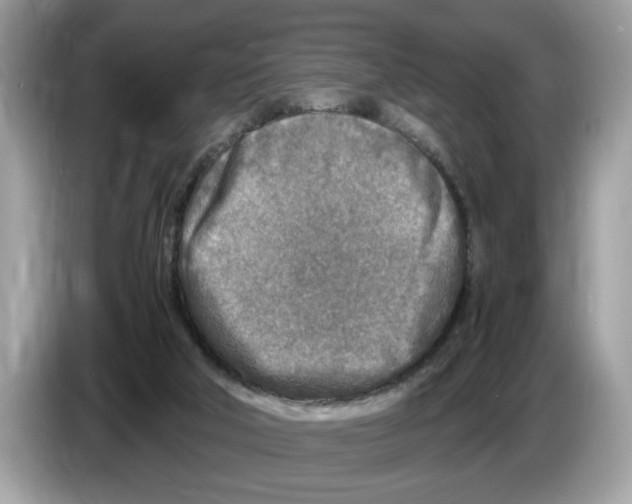 X0000086280018200704262045
