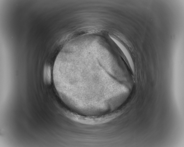 X0000086280022200704262045