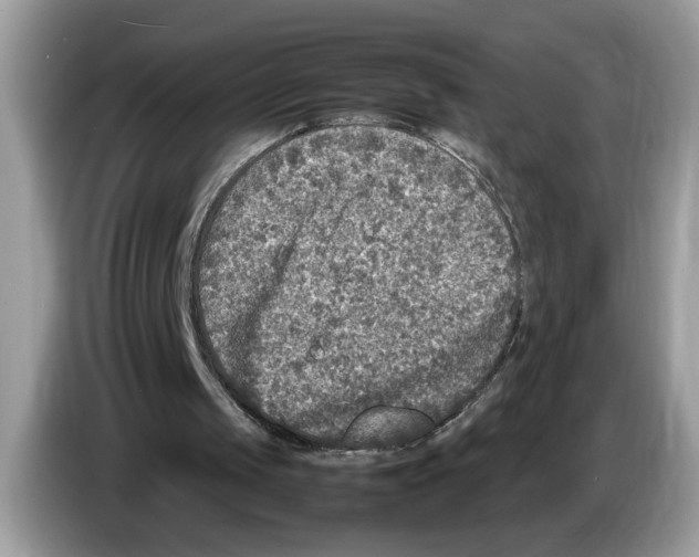 X0000086280049200704262044