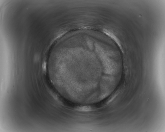 X0000086280067200704262044