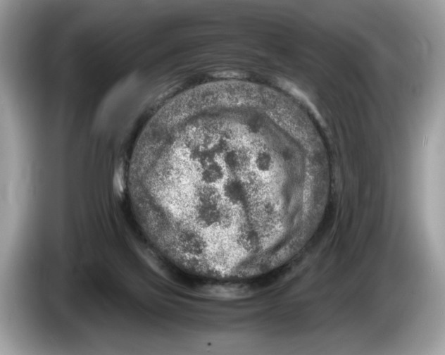 X0000086280069200704262044