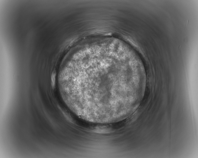 X0000086280070200704262044