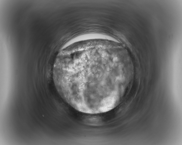 X0000086280073200704262044
