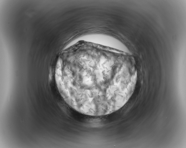 X0000086280075200704262044