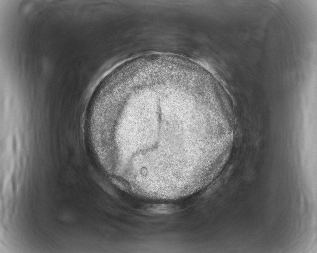 X0000086280151200704262043