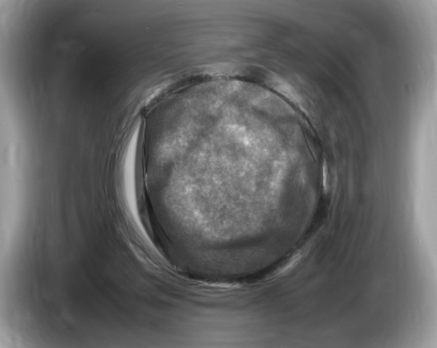 X0000086280205200704262043