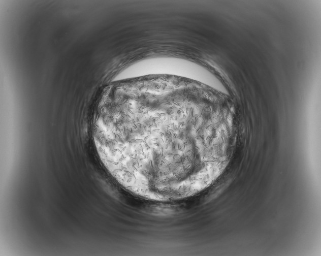 X0000086280261200704262042