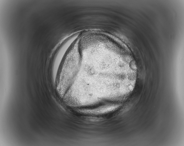X0000086280347200704262040