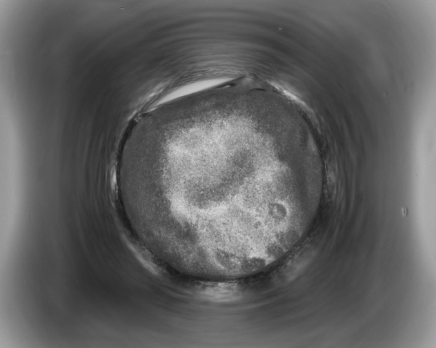 X0000086280398200704262040