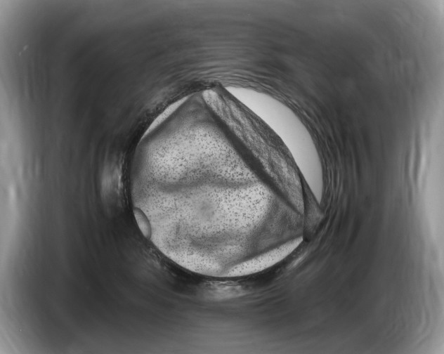 X0000086280424200704262040