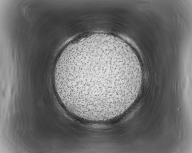 X0000086280529200704262038