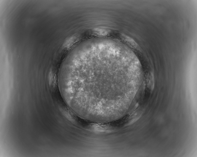 X0000086280568200704262038
