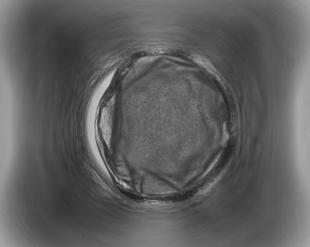 X0000086280585200704262038