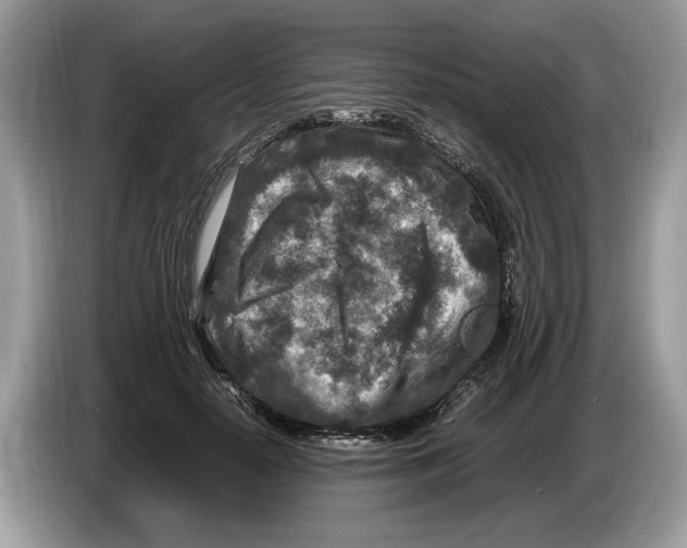 X0000086280650200704262037