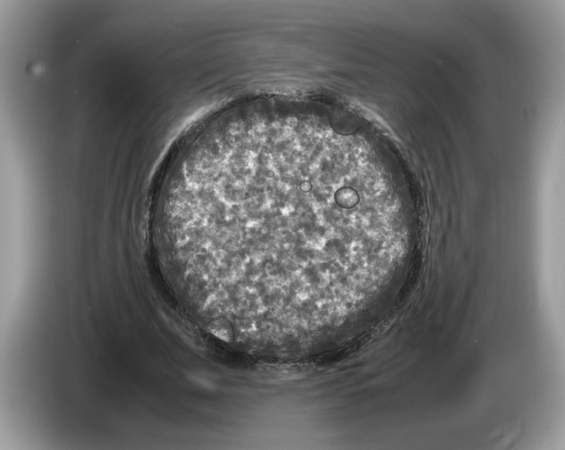 X0000086280679200704262037
