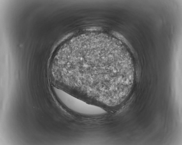 X0000086280721200704262035