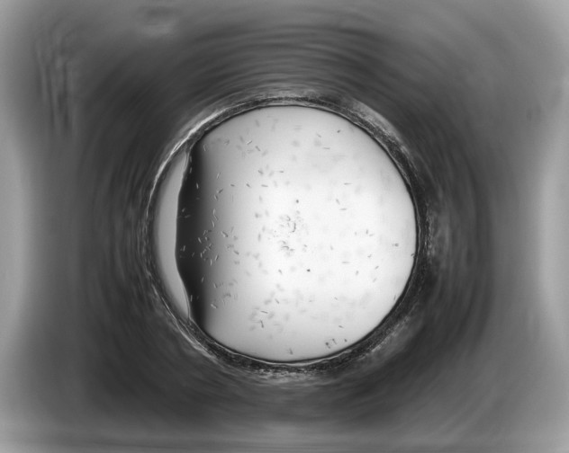 X0000086280786200704262035