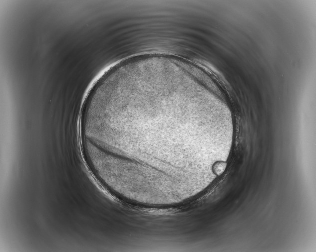 X0000086280796200704262035