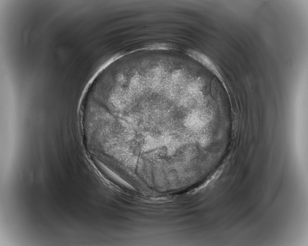 X0000086280835200704262034