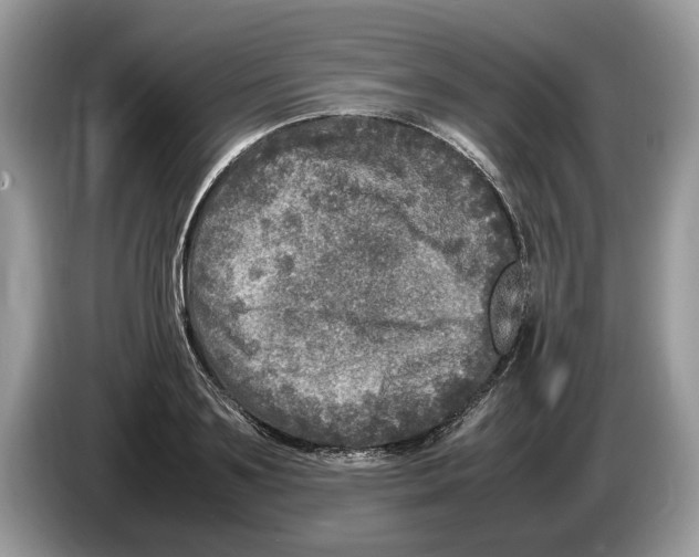 X0000086280891200704262034
