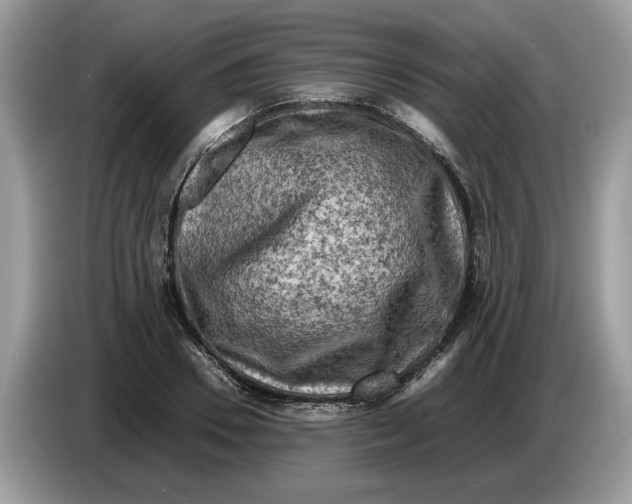 X0000086280930200704262033