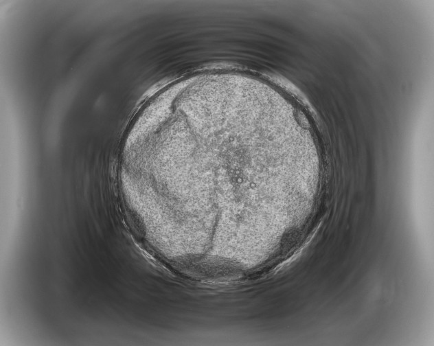 X0000086280937200704262033