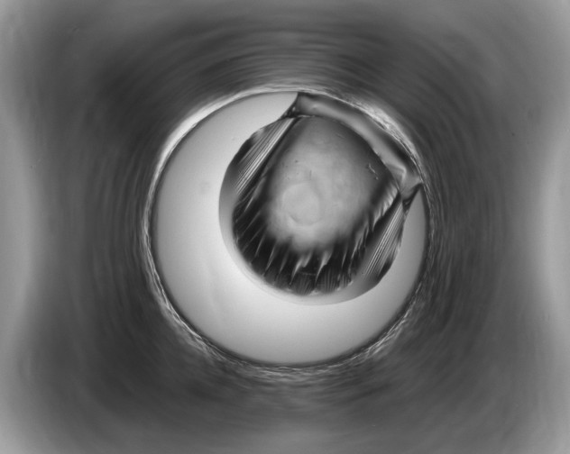 X0000086280952200704262033