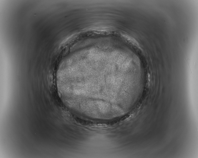 X0000086280966200704262033