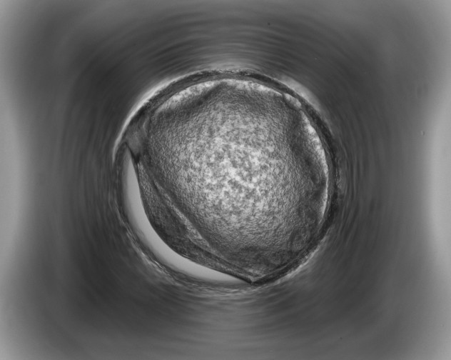 X0000086281022200704262032