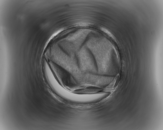 X0000086281026200704262032