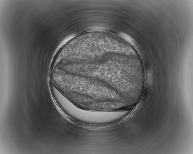 X0000086281042200704262032