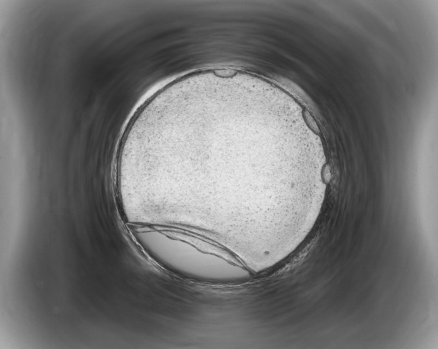 X0000086281044200704262032