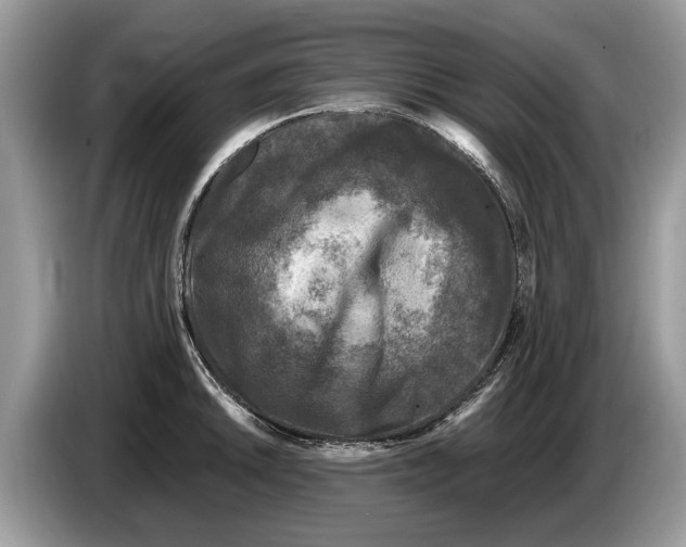 X0000086281046200704262032