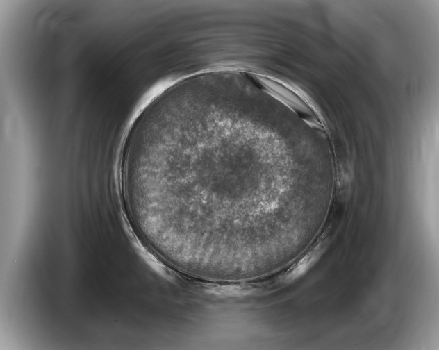X0000086281054200704262032