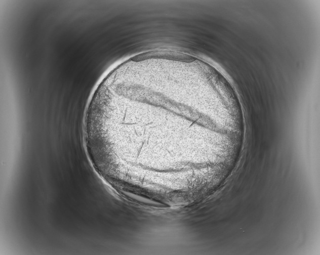 X0000086281056200704262032