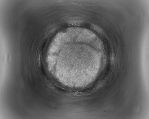 X0000086281060200704262032