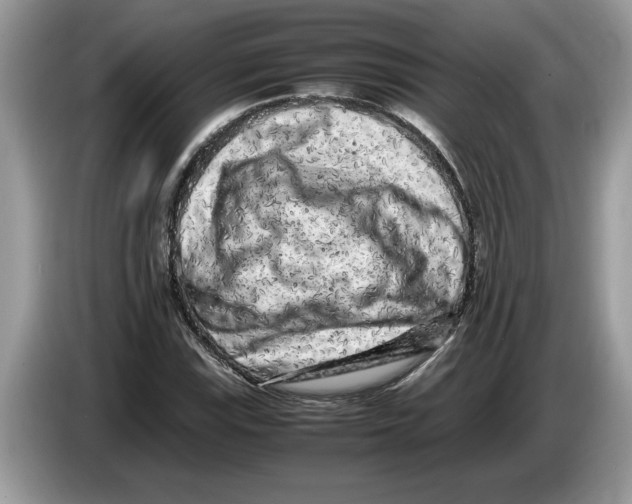 X0000086281115200704262031
