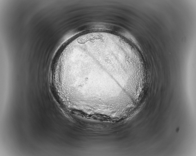 X0000086281125200704262031