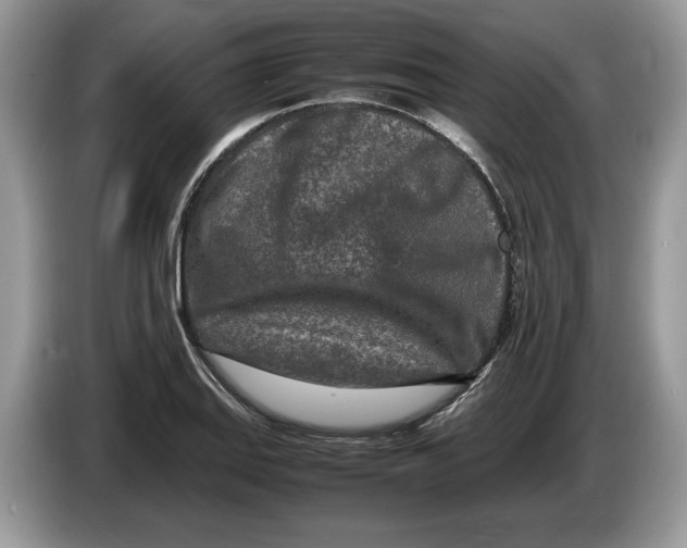 X0000086281127200704262031